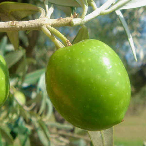 olio