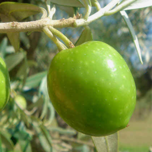 olio